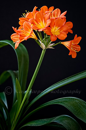 Clivia