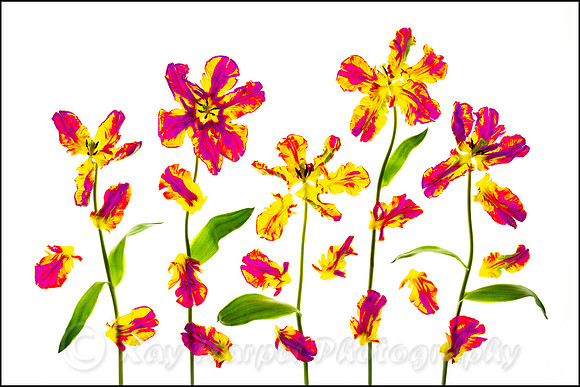 Falling 'Rainbow Tulip' Petals