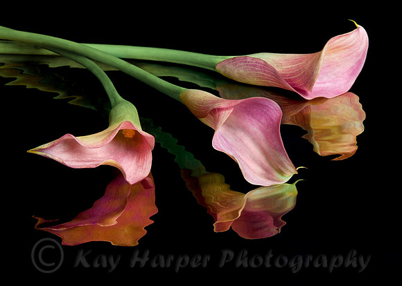 Calla Lily