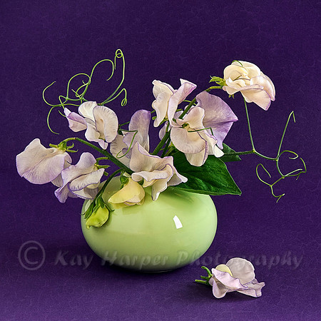 Sweet Peas