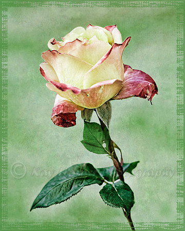 Antique Rose
