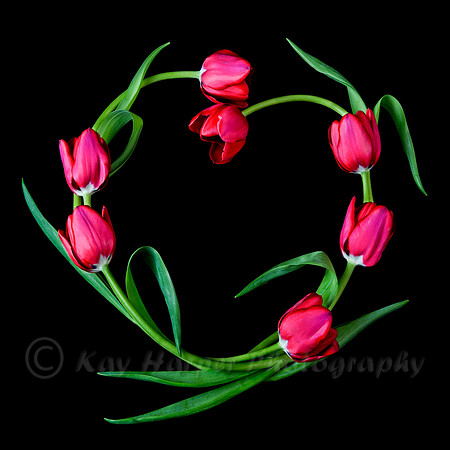 Tulip Heart
