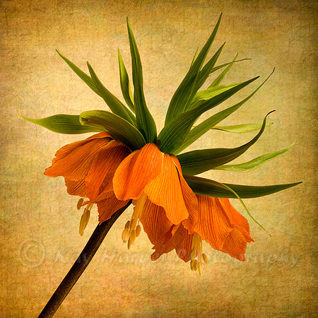 Fritillaria