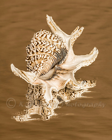 _Spider Conch Seashell