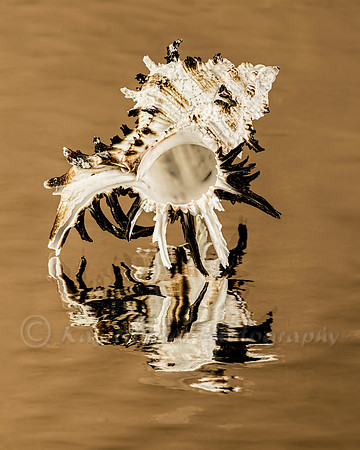 Murex Seashell