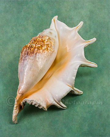 Spider Conch Seashell
