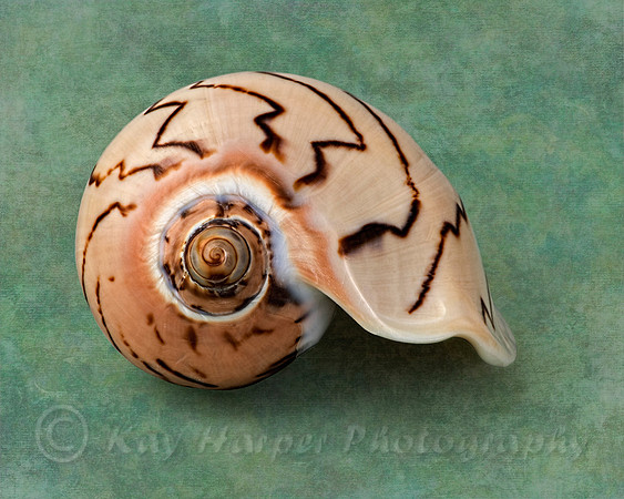 Volute Seashell