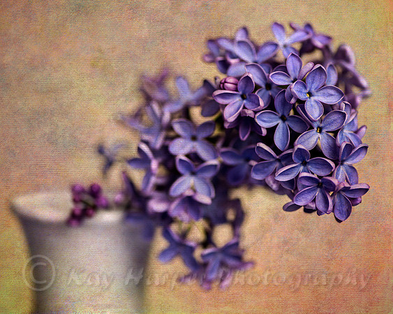 Lilacs