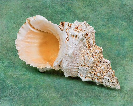 Frog Seashell