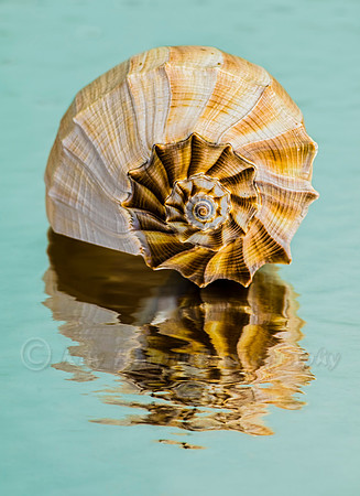 Lightening Whelk I