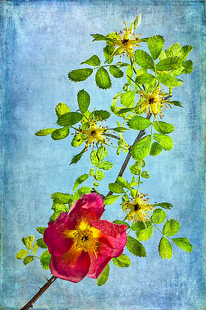 Old Fashioned Rose