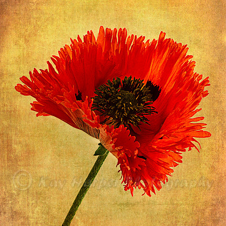 Fringed Poppy