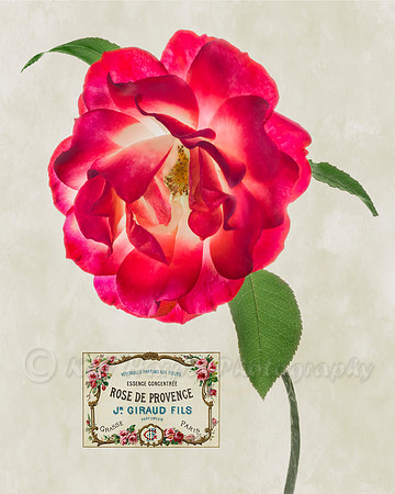 Rose de Provence