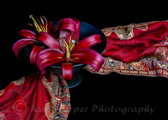 'Forma" Orienpet Lily