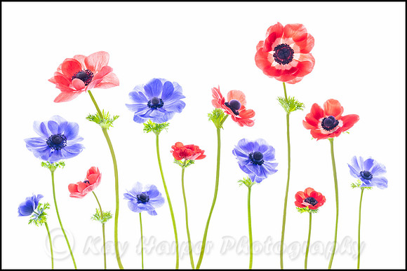 Anemone "Harmony Blue" and 'Harmony Scarlet'