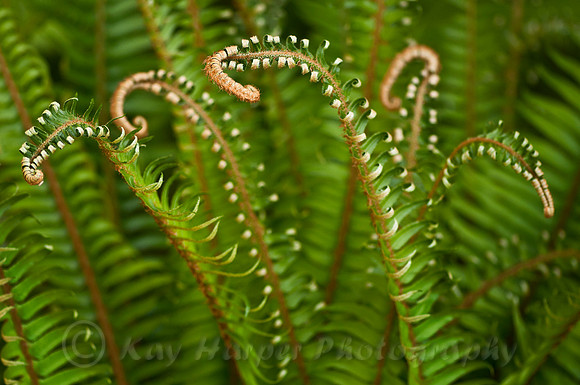 Sword Fern
