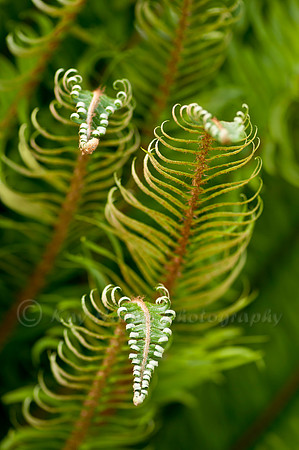 Sword Fern