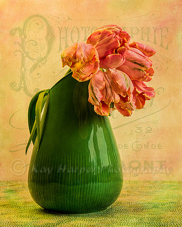 Parrot Tulips and Pitcher