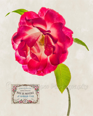 Rose de Provence