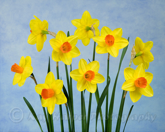 Daffodil Dance