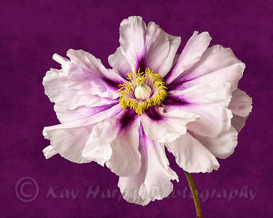 Peony