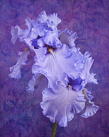 "Heather May" Iris