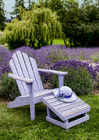 Lavender