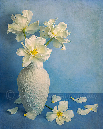 White Tulips on Blue