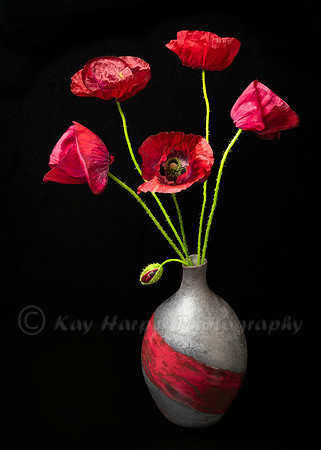 Flaming Poppies