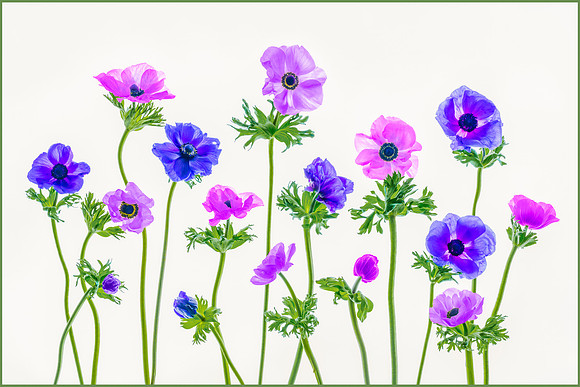 Anemone Dance