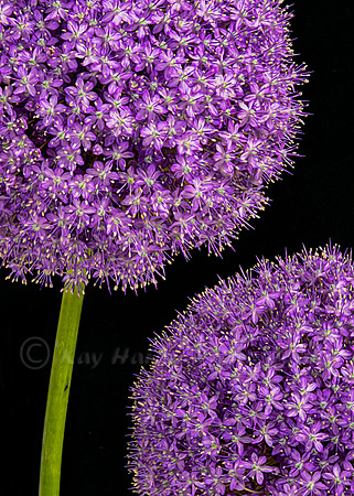 Allium Fireworks