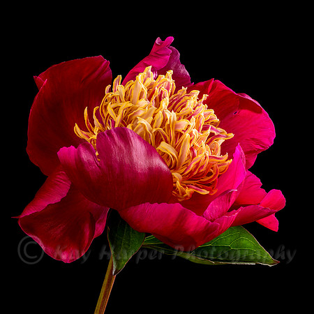 Peony