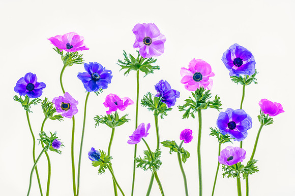 Anemone Dance