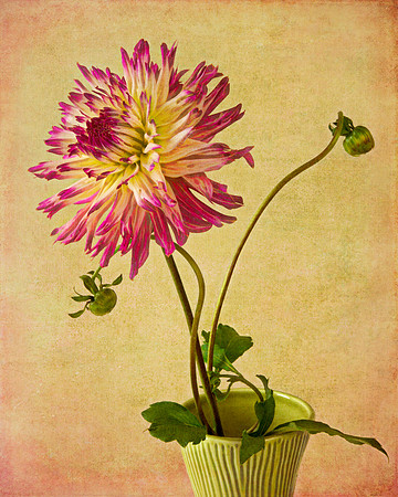 Dahlia and Two Buds