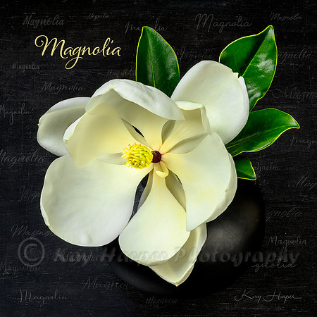 Magnolia Whispers