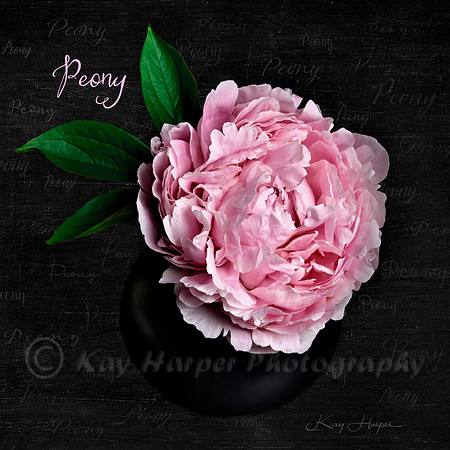 Peony Whispers