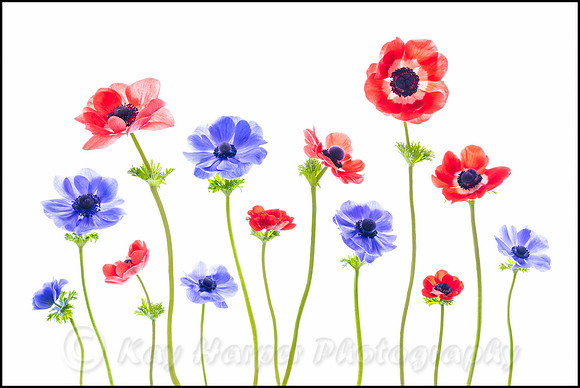 Red and Blue Anemones
