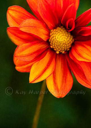 Dahlia