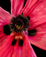 Pink Poppy