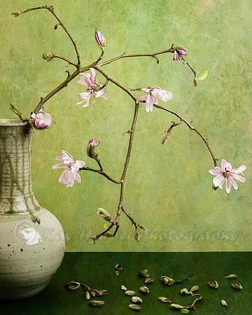 Star Magnolia