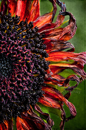 Dark Sunflower