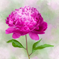 Pink Parfait Peony
