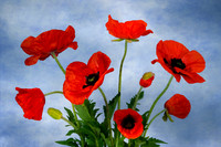 Poppy Dance