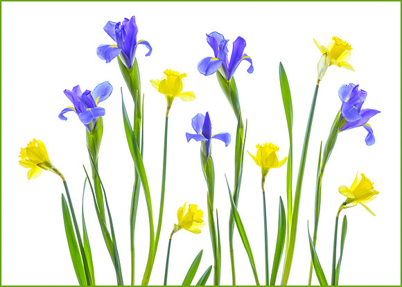 Daffodils and irises