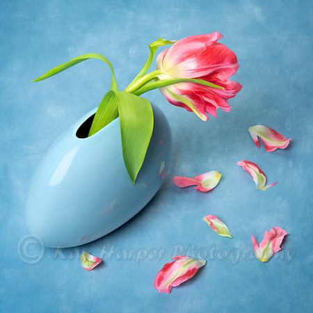 Swirling Tulip Petals