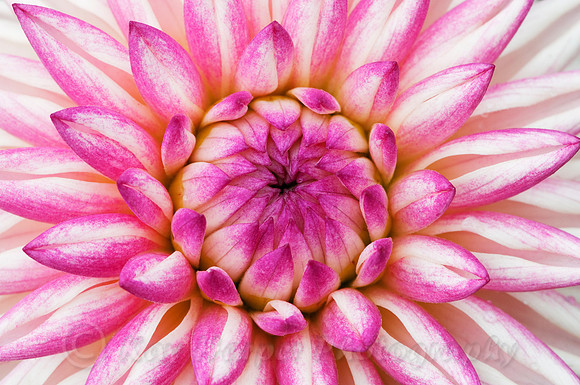 Dahlia