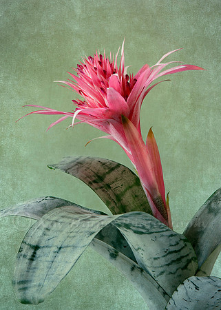 Bromeliad