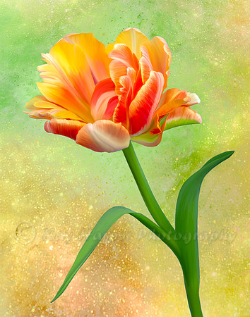 Effervescent Tulip