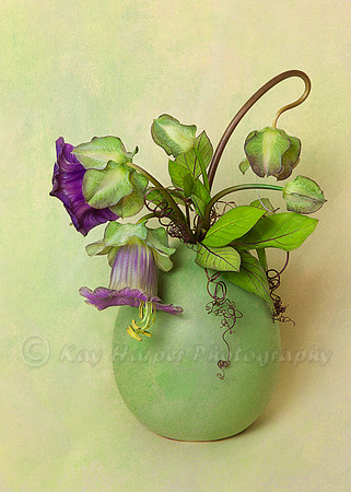 Cup and Saucer Vine