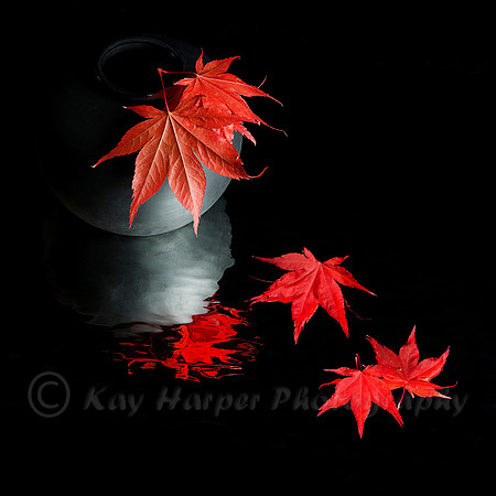 Japanese Maple Leaves